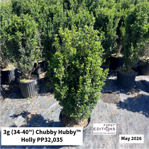 May 2026 3g Chubby Hubby Holly Website